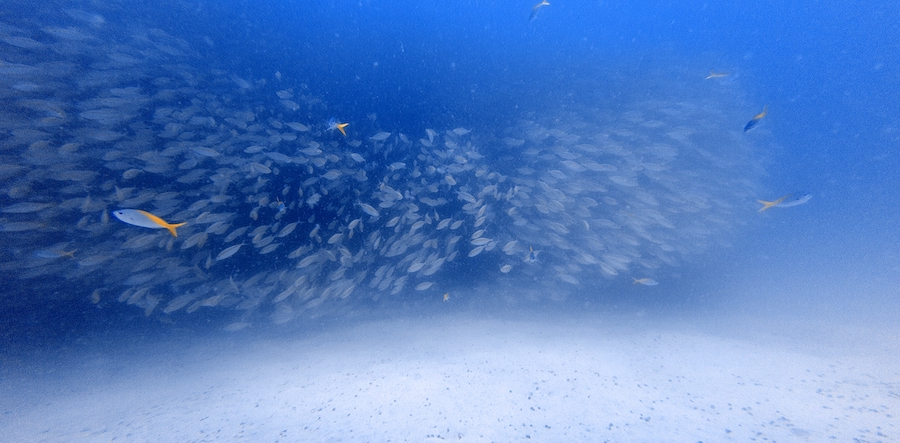 Underwater world in Perhentian island