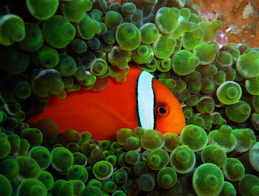 Clownfish is a common guest in well-reserved coral reef, particularly perhentian island marine park