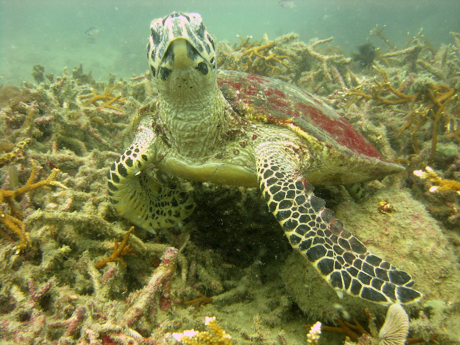 Green turtle spotted in perhentian island.