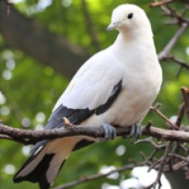 PerhentianIsland_Jungle_C8-210x210