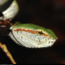 PerhentianIsland_Jungle_C9-210x210