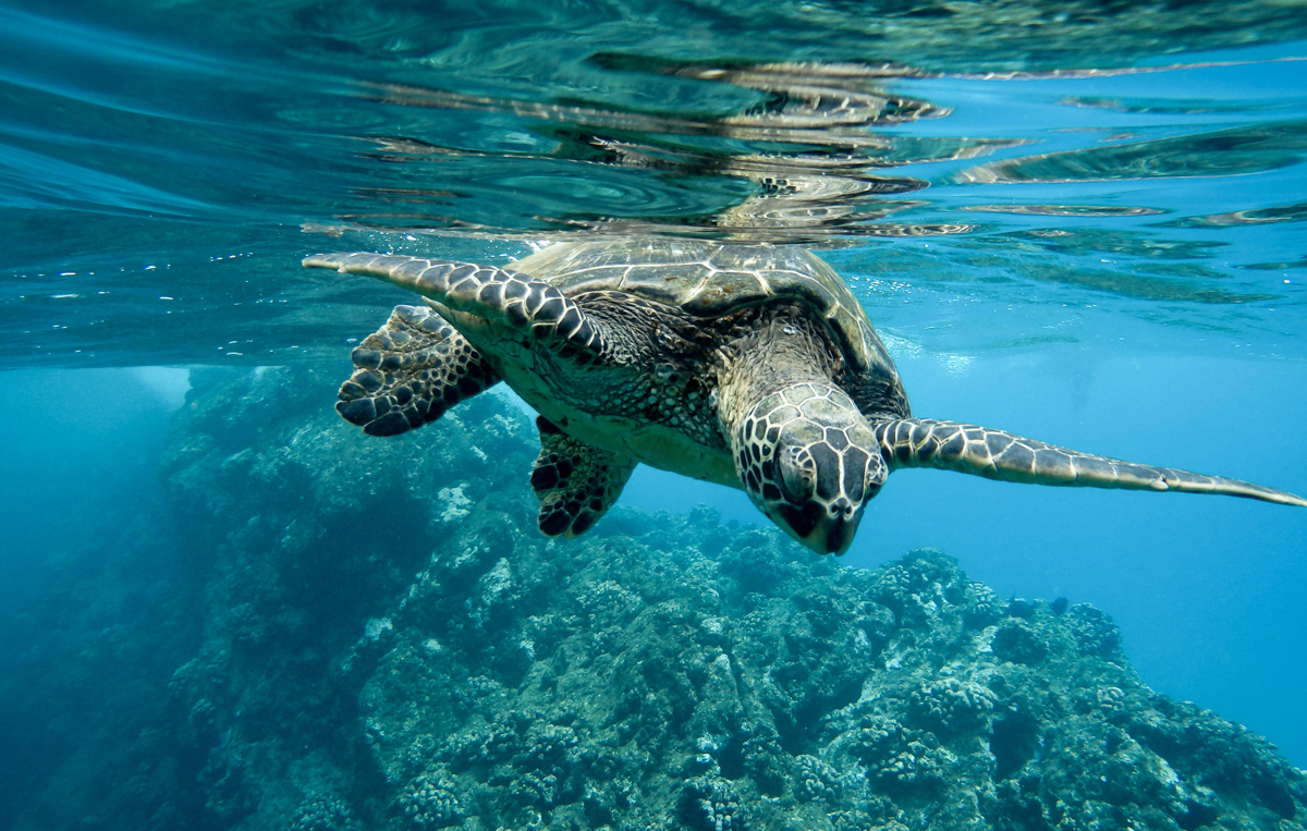 Snorkeling2