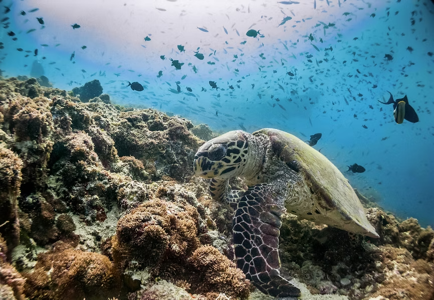 turtle conservation at perhentian island