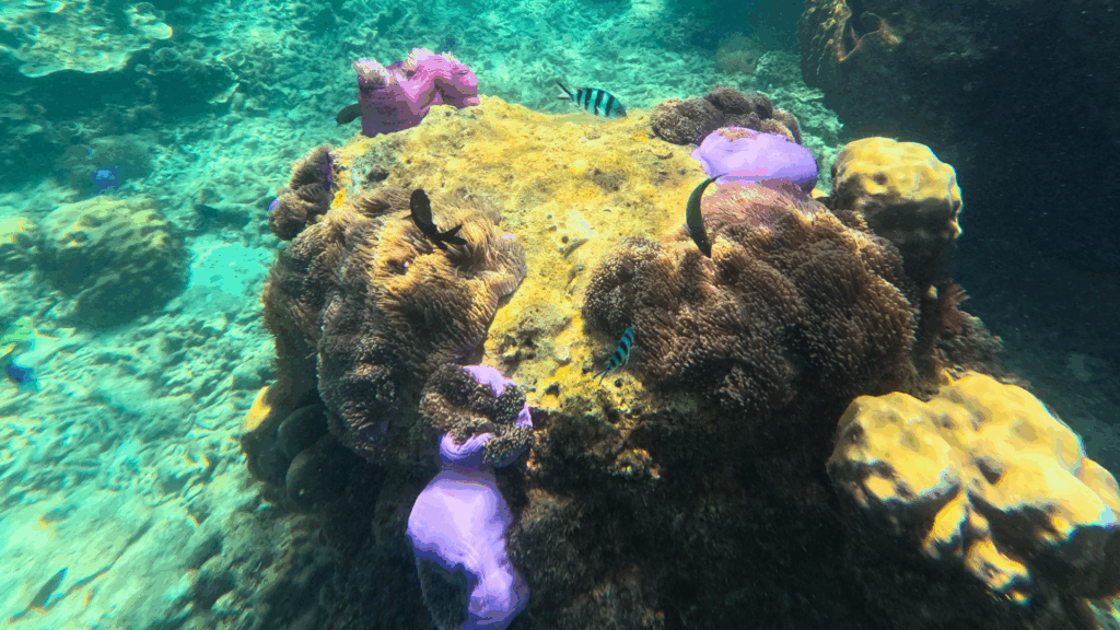 pulau serenggeh underwater