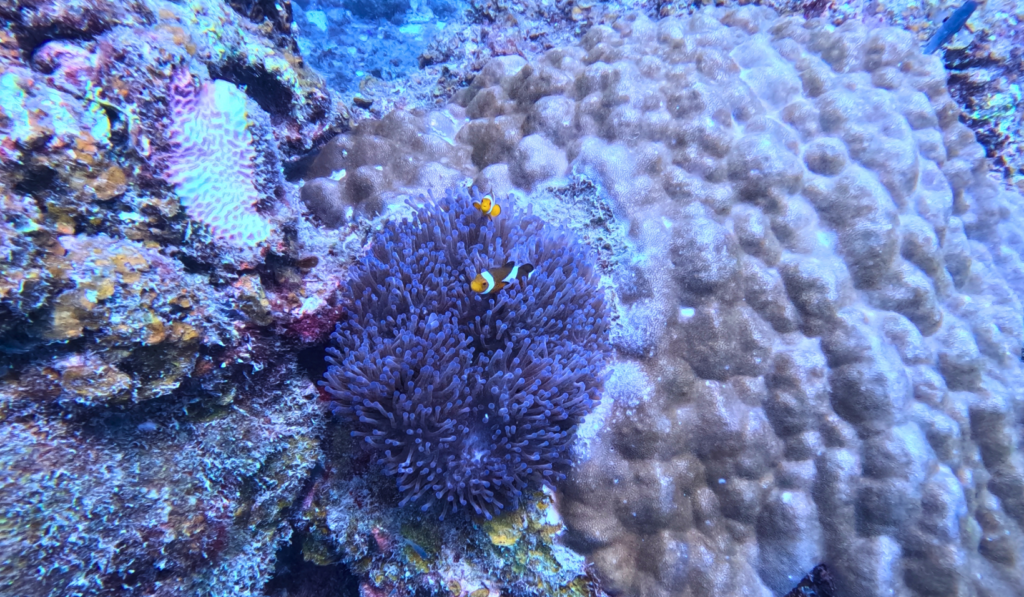 B) 2026 Fullboard Perhentian Snorkelling Package