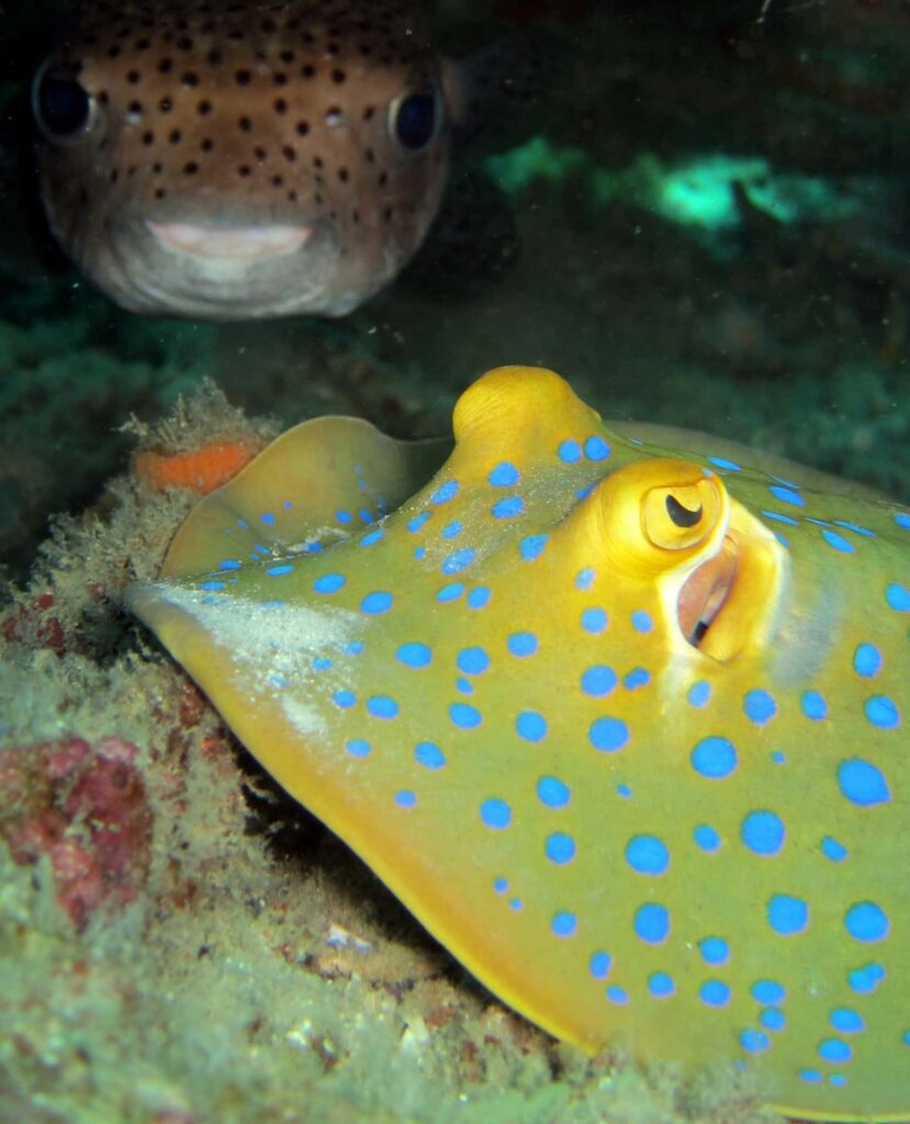 2026 FULLBOARD PERHENTIAN SNORKELLING PACKAGE