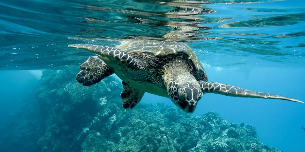 perhentian island Marine Life