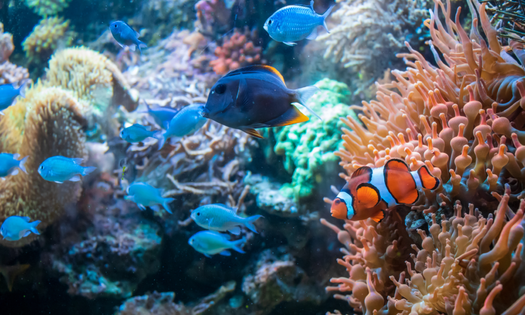 diving sites Malaysia lang tengah island
