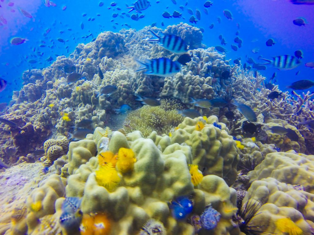 diving sites Malaysia perhentian islands