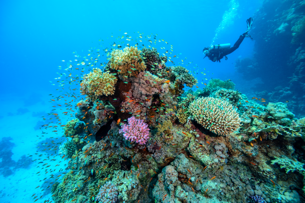 diving sites Malaysia redang island