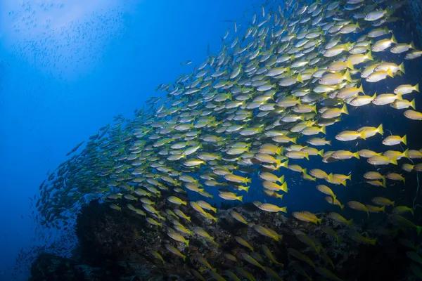 diving sites Malaysia sipadan island
