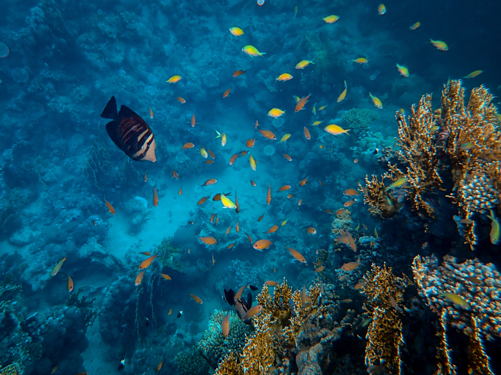 diving sites Malaysia tenggol island