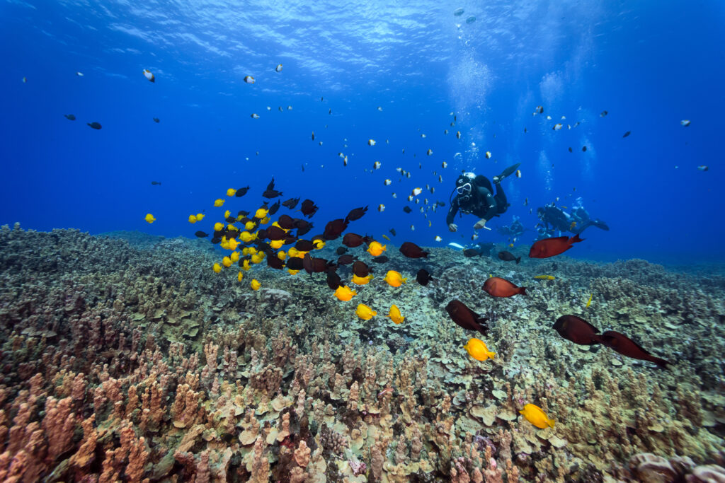diving sites Malaysia tioman island