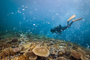 best time for perhentian island diving