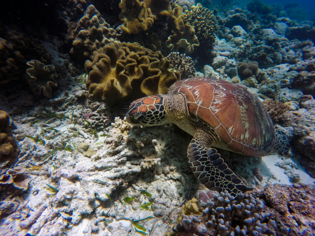 Turtle in tioman island