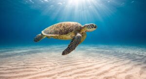 Turtle Watching in Perhentian Island